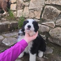 Cucciolo Border Collie con pedigree femmina