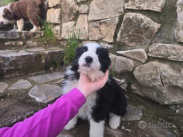 Cucciolo Border Collie con pedigree femmina