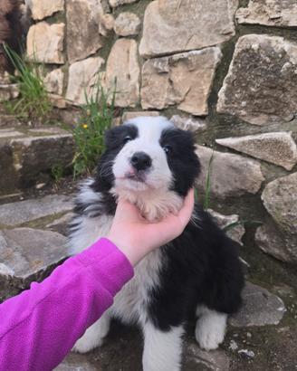 Cucciolo Border Collie con pedigree femmina