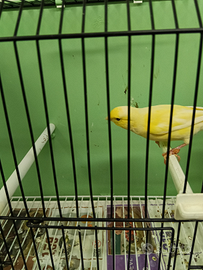 Coppia di canarini gialli