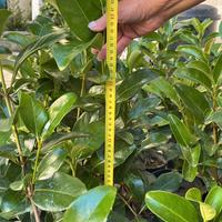 siepi da giardino viburno lucido