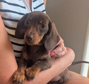 CUCCIOLI di BASSOTTO NANO TEDESCO CHOCOLATE