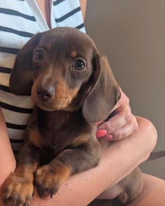 CUCCIOLI di BASSOTTO NANO TEDESCO CHOCOLATE