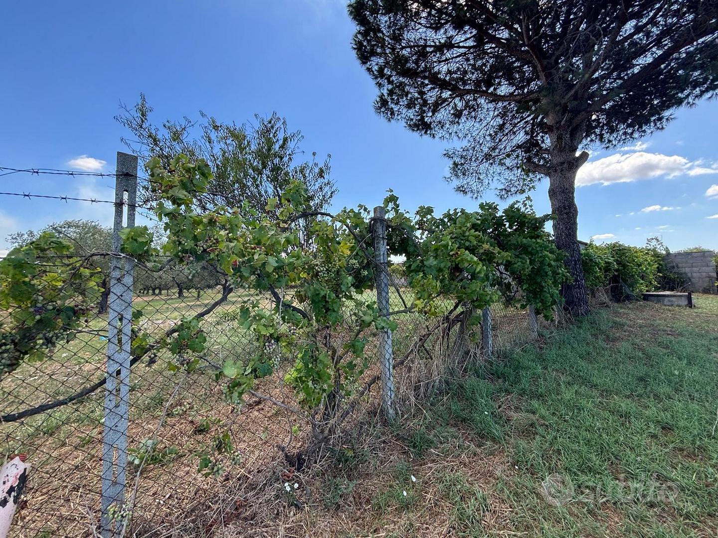 Terreno agricolo via Rovito Nettuno - Vista 3