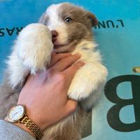 Border collie cucciolo