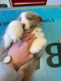Border collie cucciolo