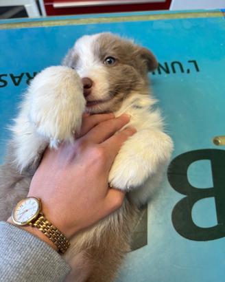 Border collie cucciolo