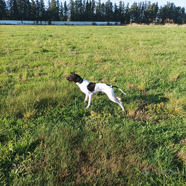 Cane da caccia Pointer