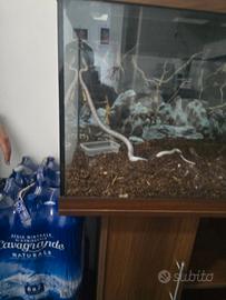 Serpente Snow albino