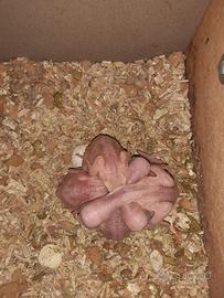 Parrocchetti dal collare