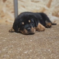 Cucciole di Rottweiler