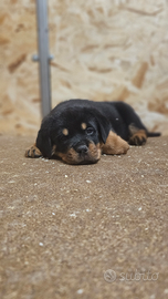 Cucciole di Rottweiler