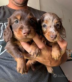 Bassotto pelo lungo cuccioli pedigree enci