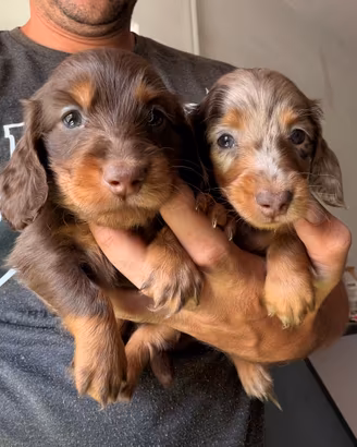 Bassotto pelo lungo cuccioli pedigree enci