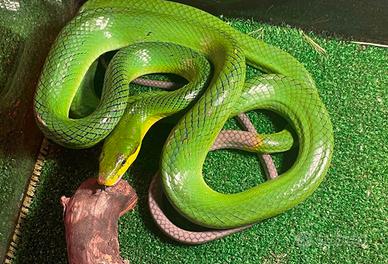 Acrochordus javanicus