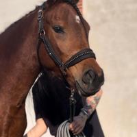 Cavalla araba di 8 anni