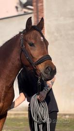 Cavalla araba di 8 anni