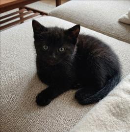 Gattino nero