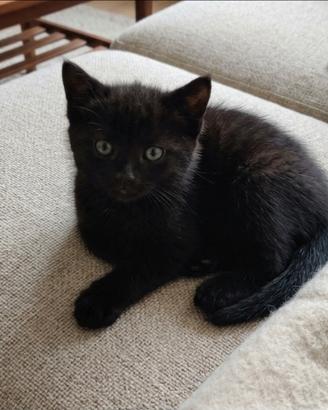 Gattino nero