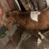 Pony dolcissimo