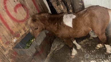 Pony dolcissimo