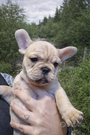 Bulldog francese