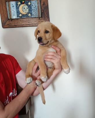 Labrador
