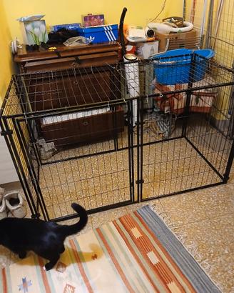 kennel x cane 
