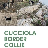 Cucciola