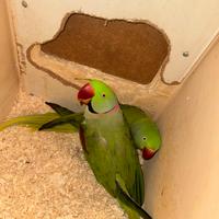 Coppia grande alessandrino