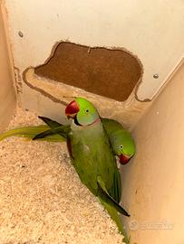 Coppia grande alessandrino