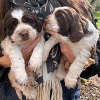 Cucciola di springer spaniel inglese