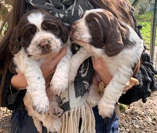 Cucciola di springer spaniel inglese