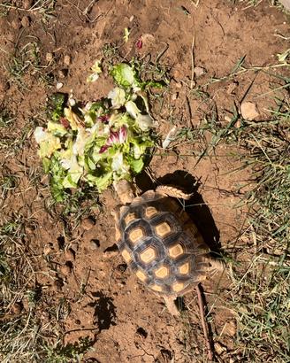 Tartaruga sulcata