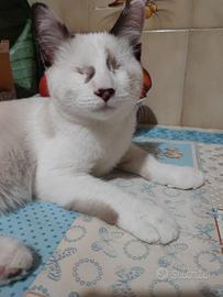 Gattina non vedente simil Siamese