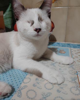 Gattina non vedente simil Siamese