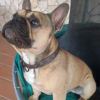 Bulldog francese monta