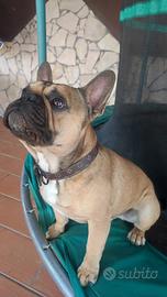 Bulldog francese monta