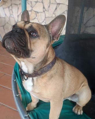 Bulldog francese monta