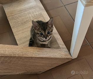 GATTI DEL BENAGALA