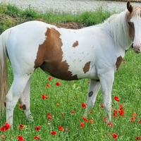 Puledra Paint