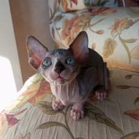 Cucciola pura razza Sphynx