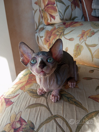 Cucciola pura razza Sphynx