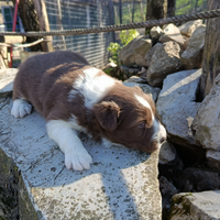 Cuccioli cioccolato border collie boy and girl