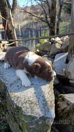 Cuccioli cioccolato border collie boy and girl