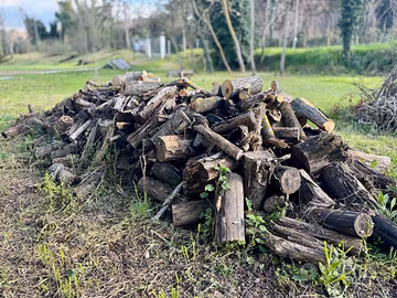 Legna da ardere: robinia, ailanto, abete