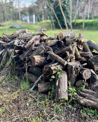 Legna da ardere: robinia, ailanto, abete