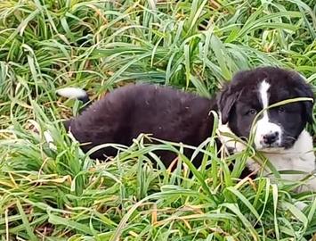 Pastore dell' asia centrale