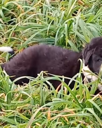 Pastore dell' asia centrale