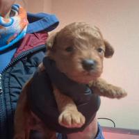 Cuccioli di barboncino Toy red con pedigree ENCI